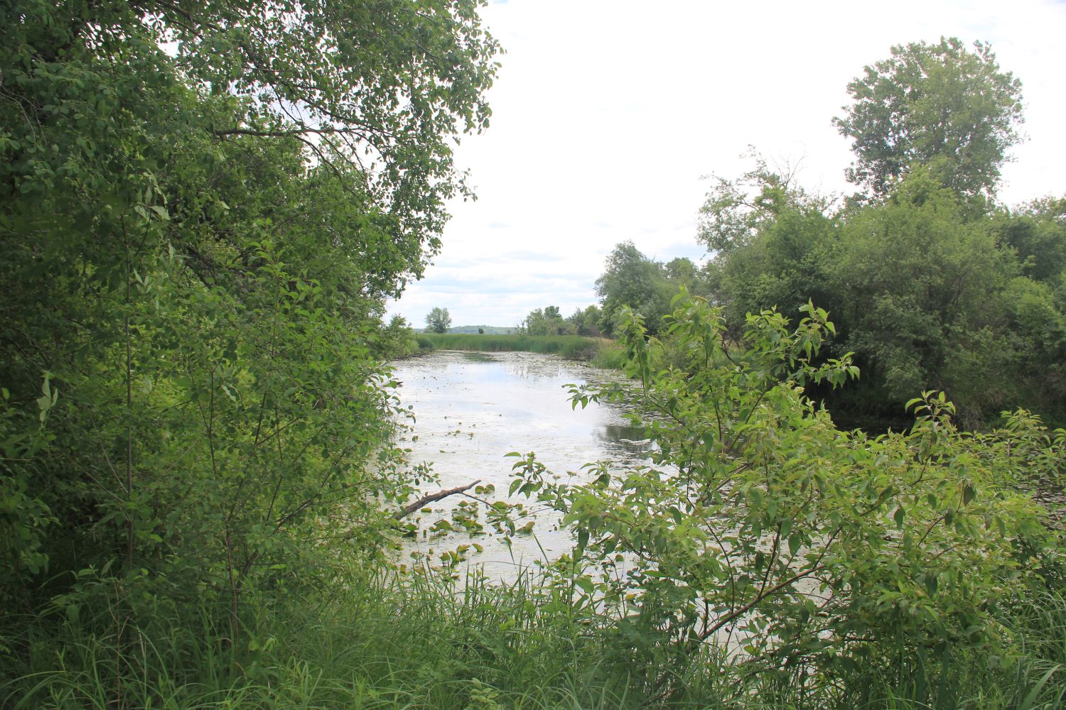 GoldFinch Trail 